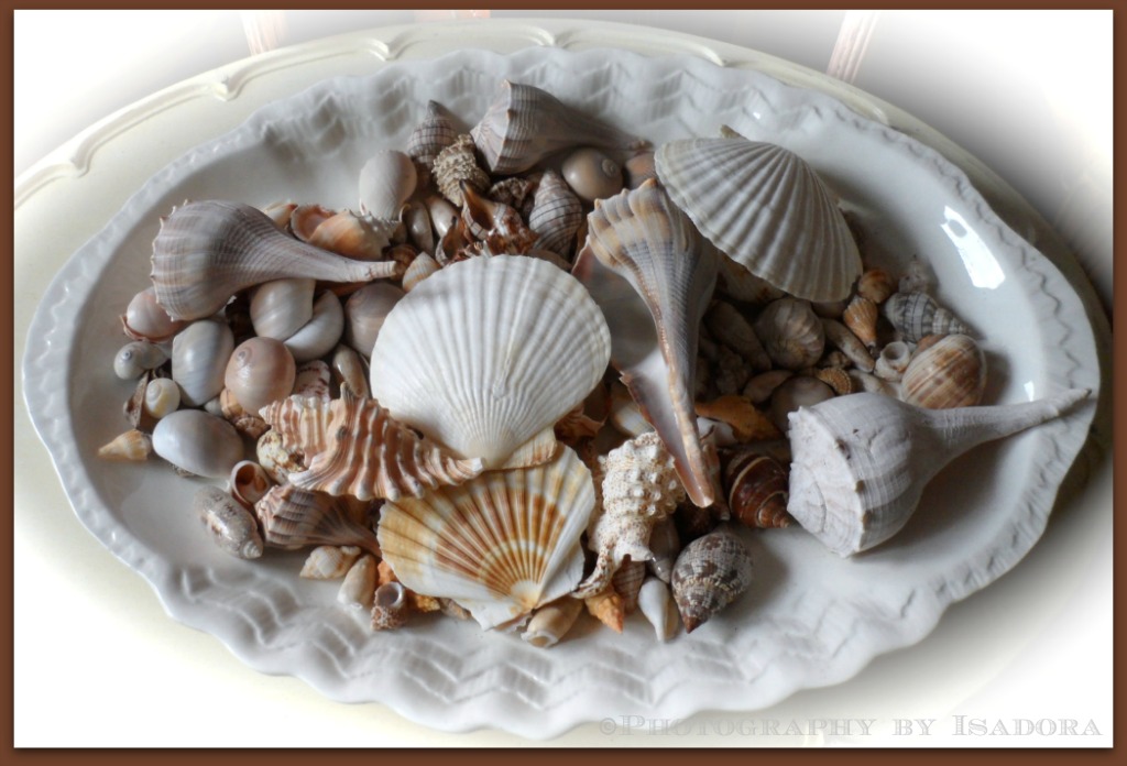 Beach Seashells 1.web