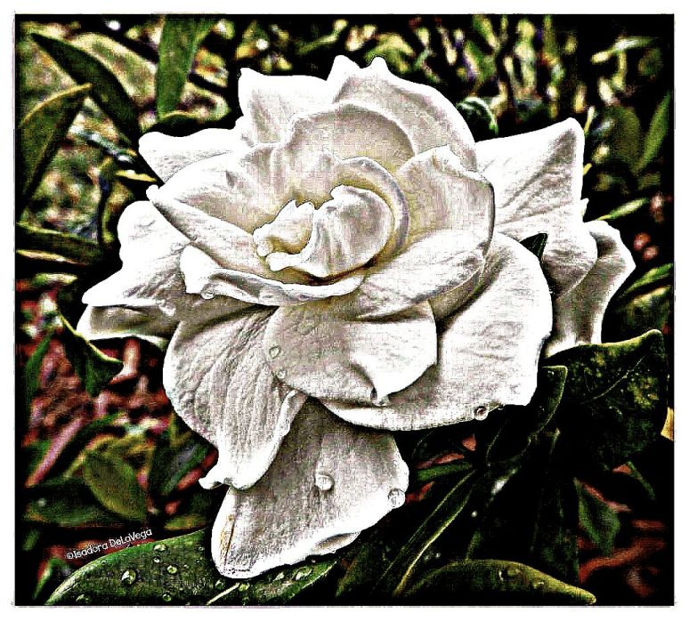 Flower 1024Plumbe Gardenia.web